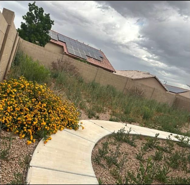 Before: a backyard with weeds and an overgrown yellow flowering bush along a curved concrete path
