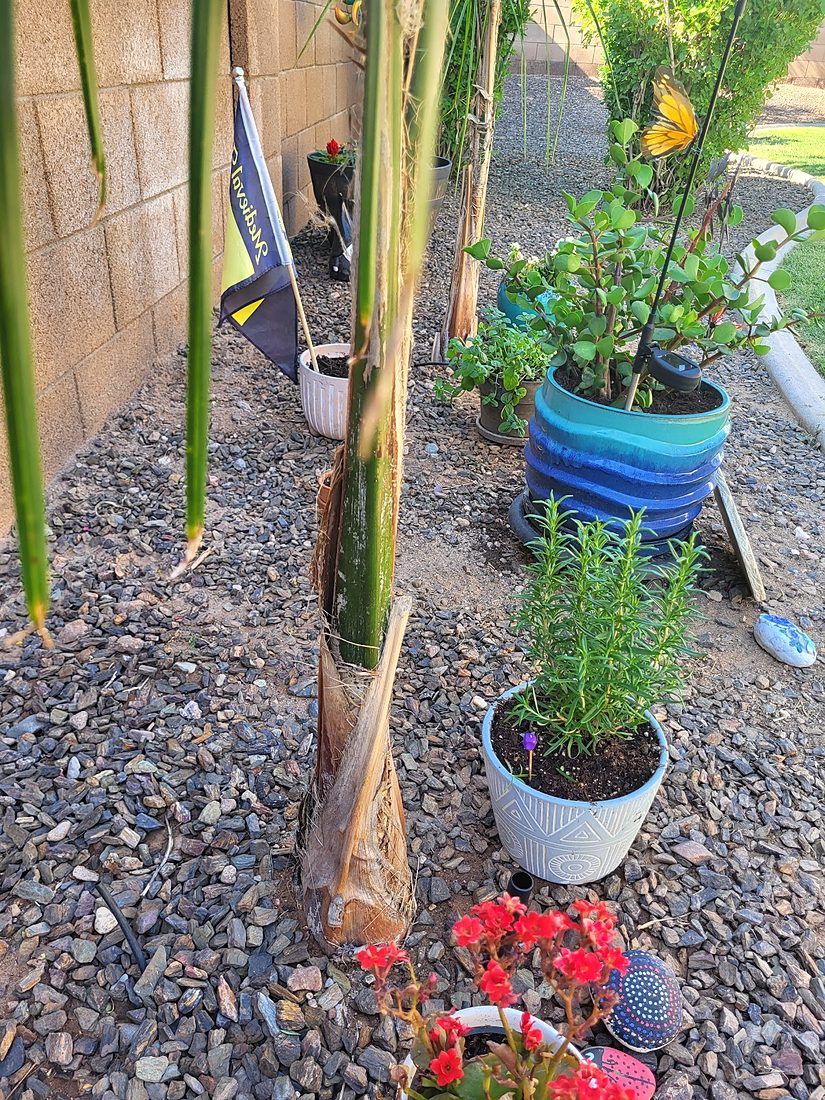 Potted plants, red flowers and young palms set in river rock along a wall