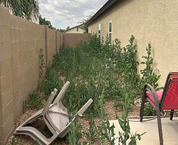Before: a narrow side yard overgrown with tall weeds, a broken plastic chair lying in them