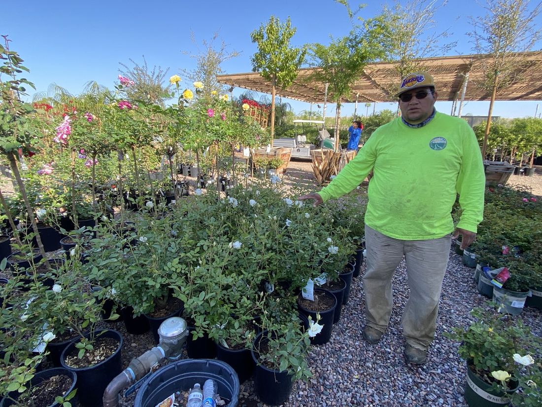 A Mami’s Landscaping team member in a bright green work shirt picking out plants at a nursery