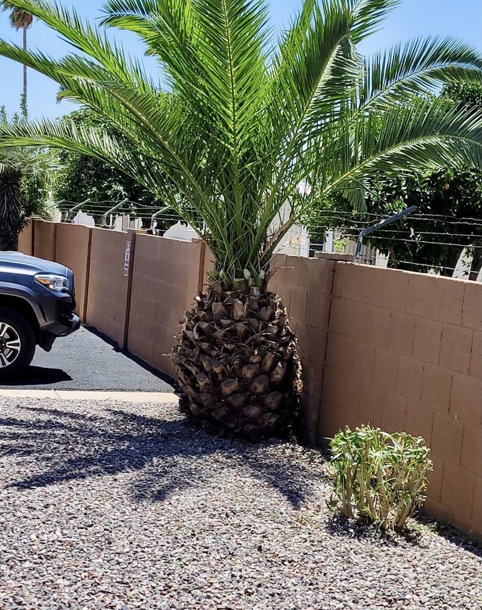 Trimmed palm tree in a gravel side yard beside a block wall