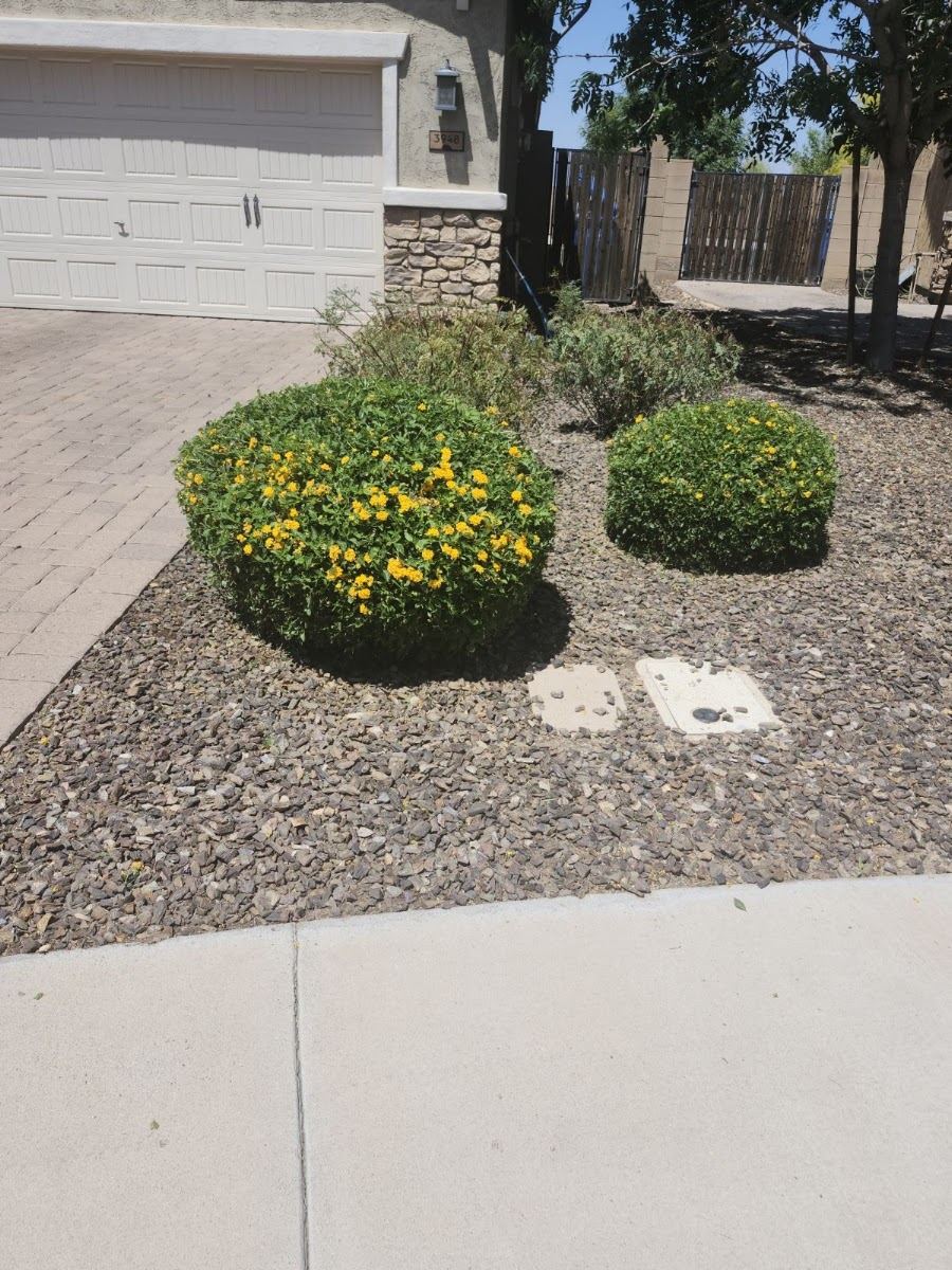 Neatly shaped shrubs with yellow blooms in a rock yard by the driveway