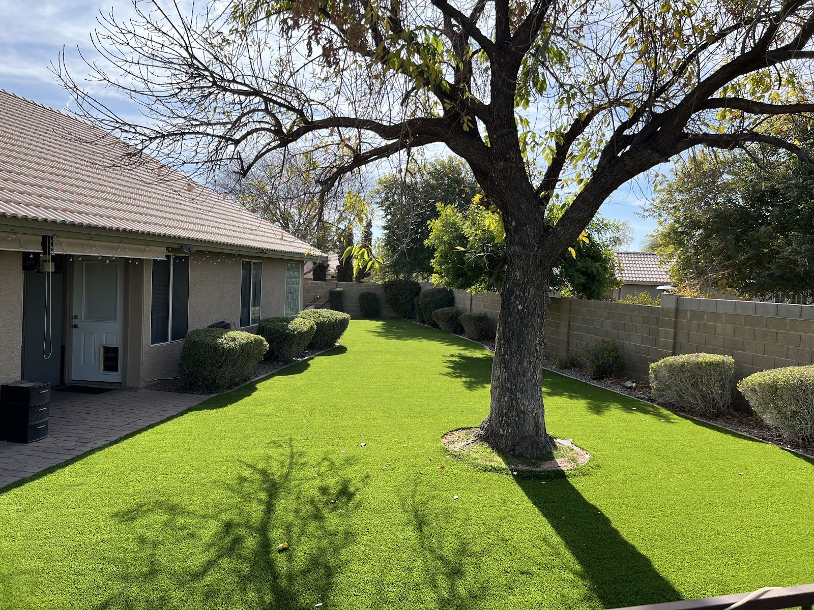 Green backyard lawn with a shade tree and trimmed shrubs along the fence