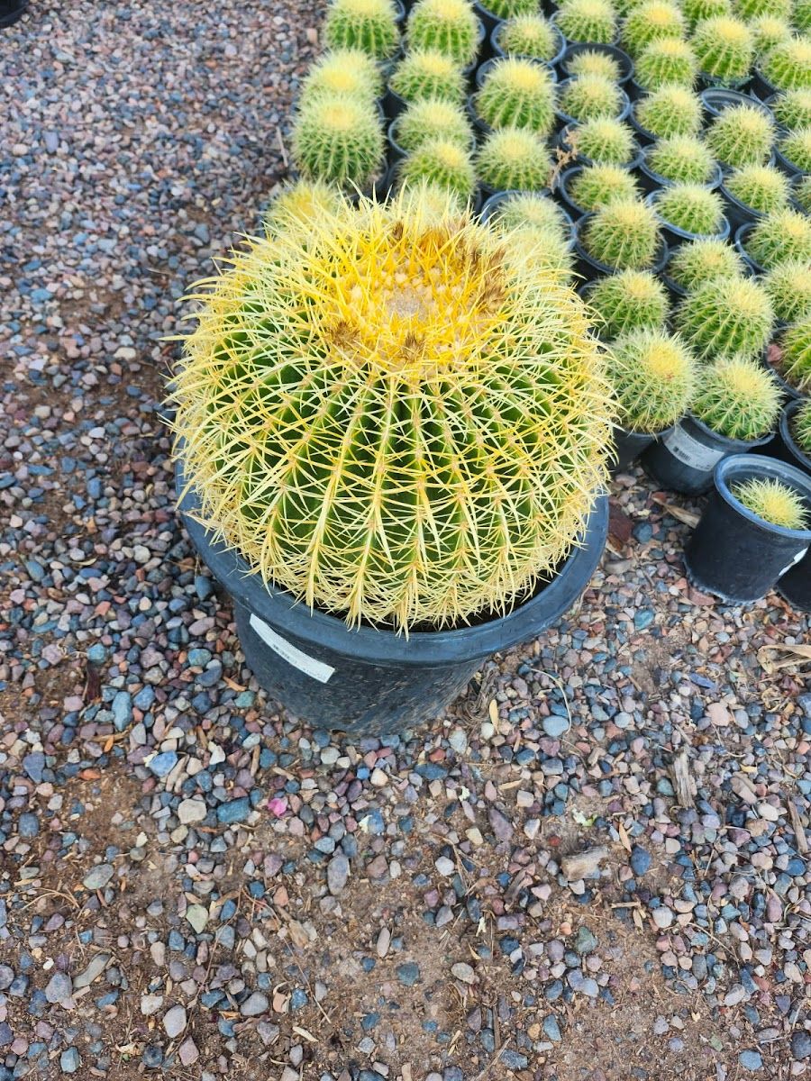Golden barrel cactus in a nursery pot surrounded by more cactus