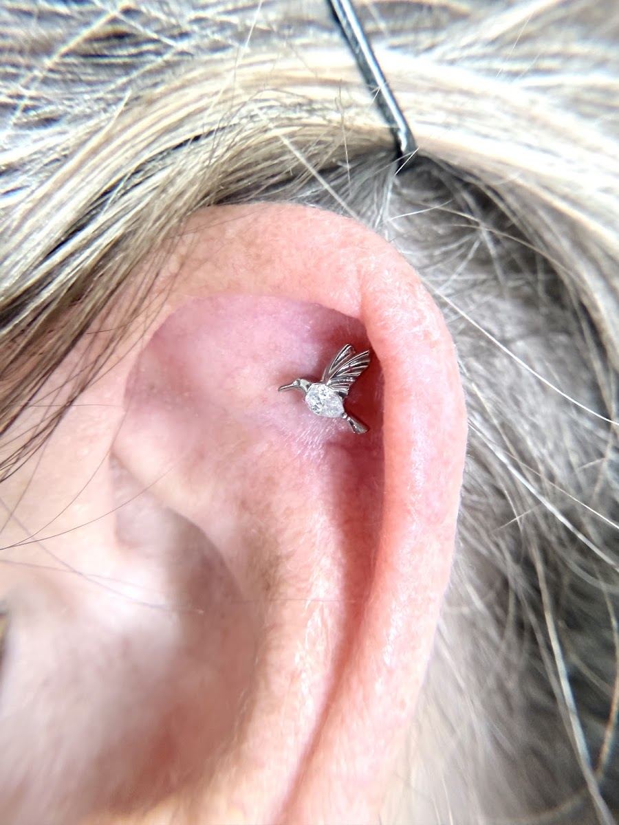 Fresh helix piercing with a silver hummingbird stud