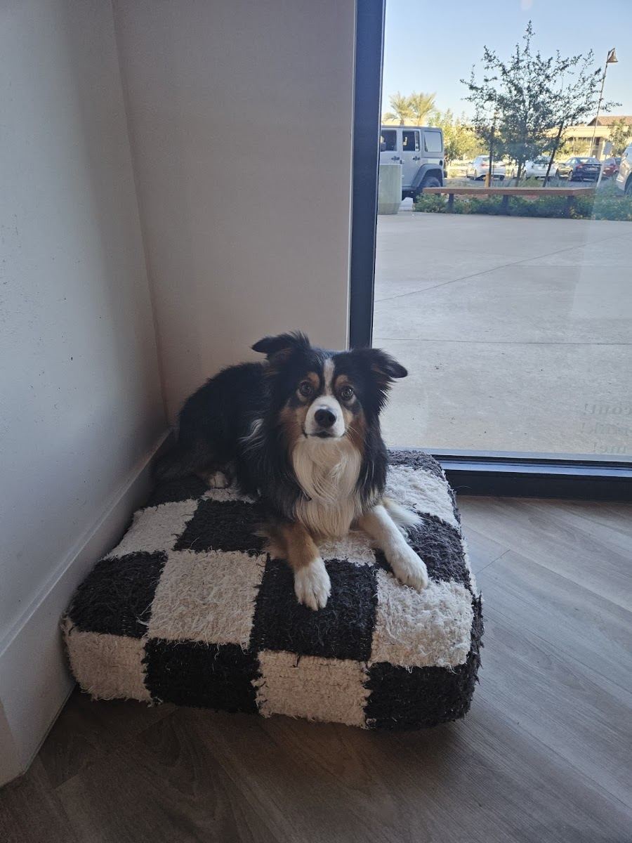 The salon dog resting on a checkered cushion by the window