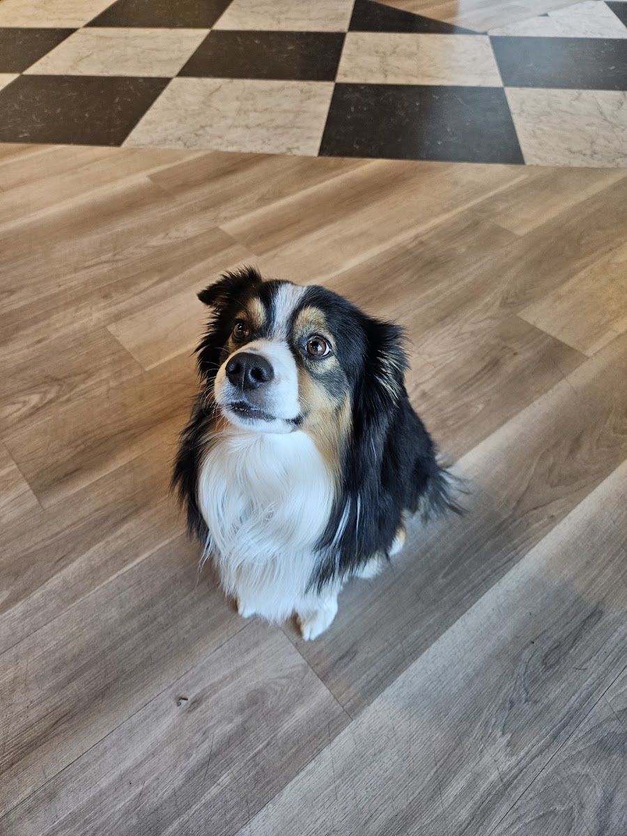 The salon dog sitting on the checkered floor looking up
